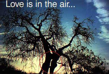 LOVE IS IN THE AIR