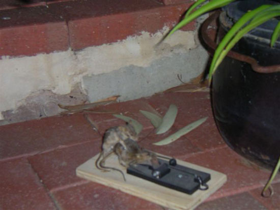 Dead mouse!