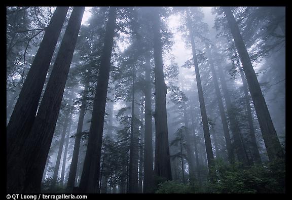 Redwoods 2