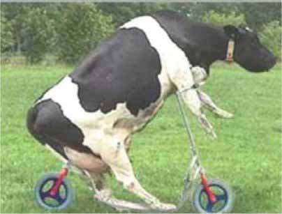 Cow learns to bicycle