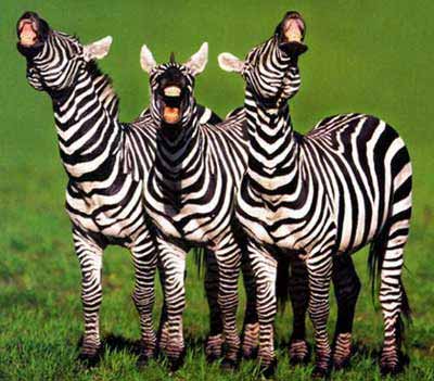 Laughing zebras