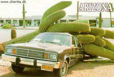 Cactus accident