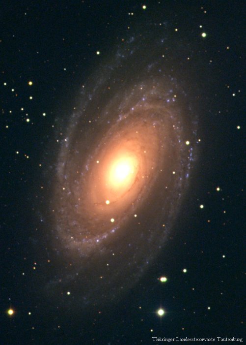 The M81 galaxy cluster