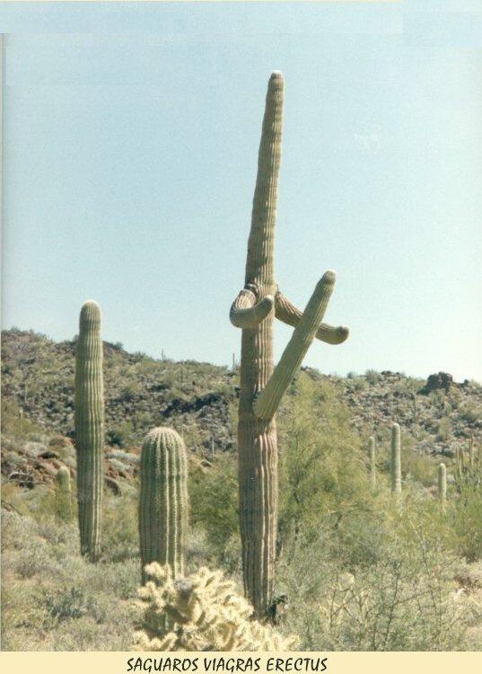 Viagra Cactus