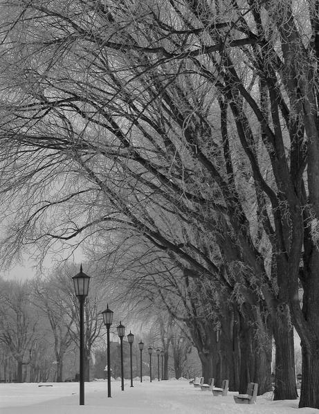 Fog depositing frost on trees in Quebec