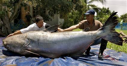646 lb. thai catfish record