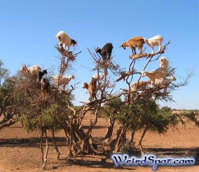 goats in tree