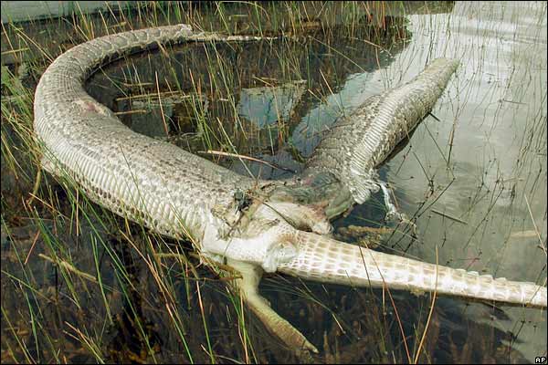 python bursts after eating alligator