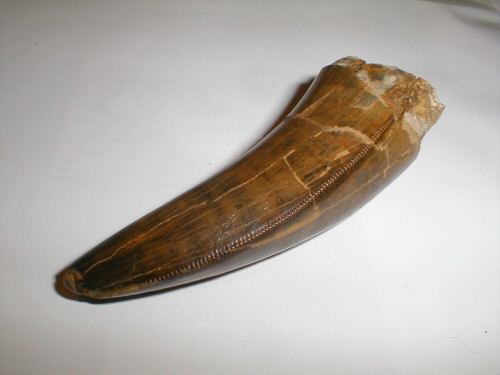 T-REX TOOTH