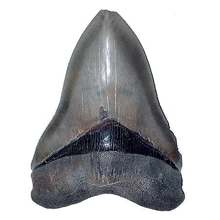 megalodon tooth