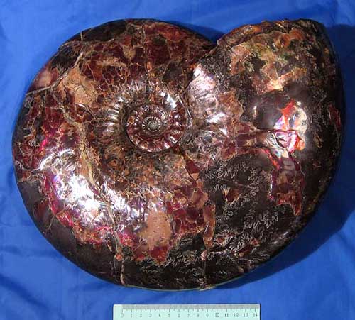 russian ammonite