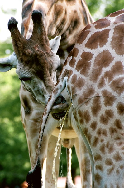 A giraffe drinking another giraffe's piss