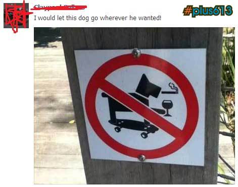 No alcoholic dogs smoking while riding a skateboard permitted