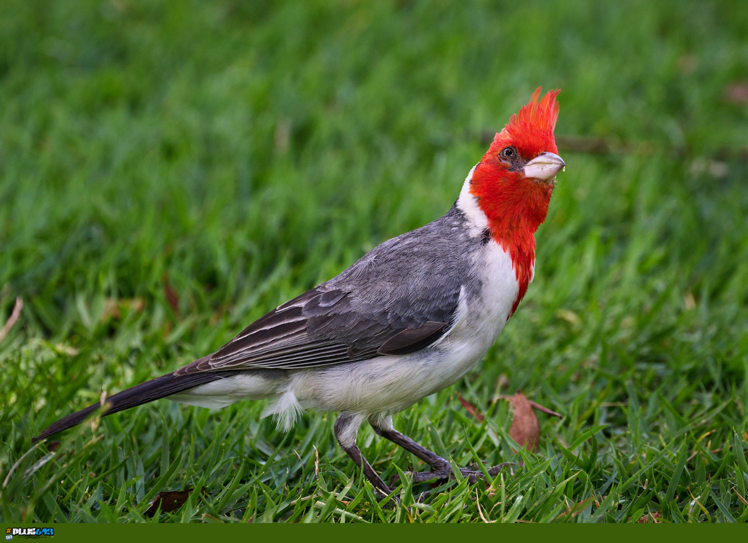 Red-crested Cardinal - Oahu - Hawaii by Frank Ginn