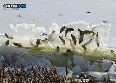 Fish frozen in ice at Lake Andes National Wildlife Refuge in South Dakota.
