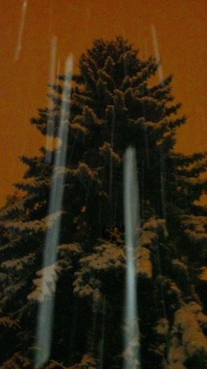 spruce with snow