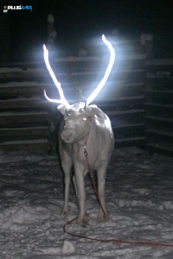 Finland testing reflective reindeer paint
