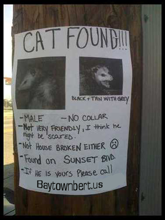 Cat Found