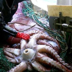 Squid caught in the Ross Sea