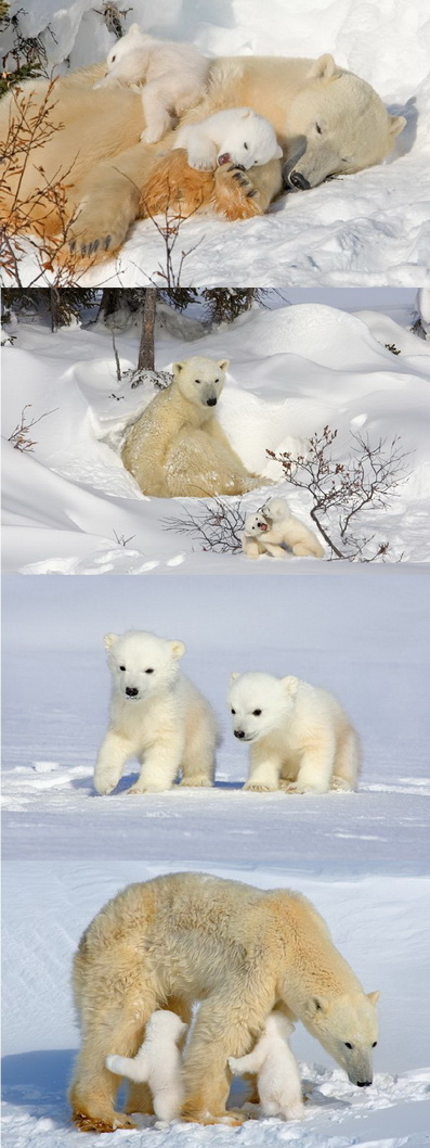 Polar bear family life