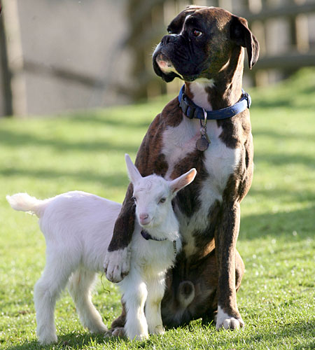 goat and dog
