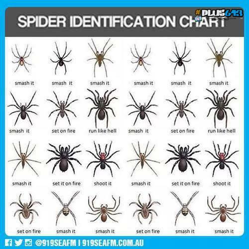 Spider identification chart