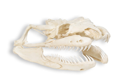 anaconda skull