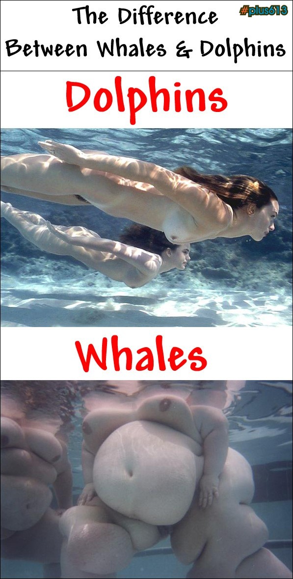 dolphins and whales