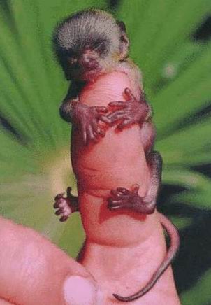The world's smallest monkey