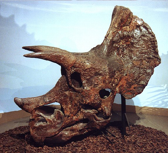 triceratops head my ex girlfriend found in montana