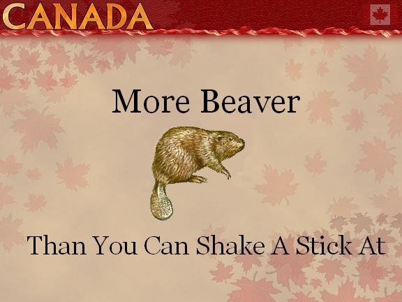 More Beaver