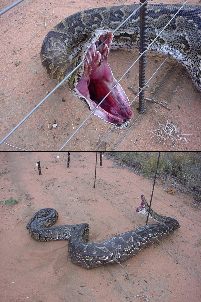 snake killed on electric fence