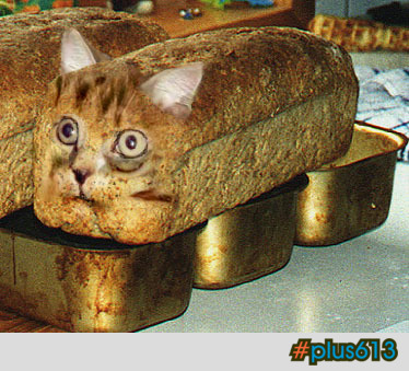 Kitten bread