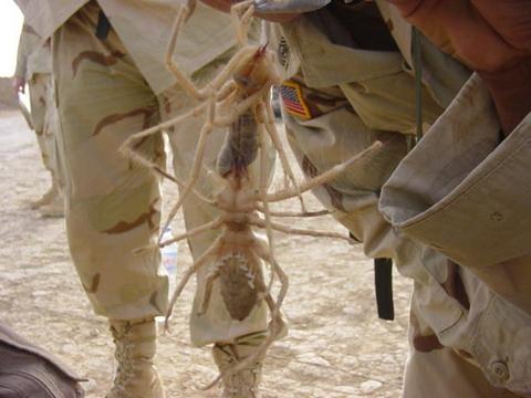 Camel spiders, Iraq...