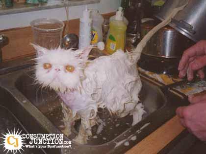 Soaped up pussy cat...