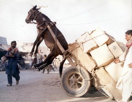 Overloaded donkey...