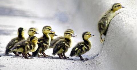 Ducklings teamwork...