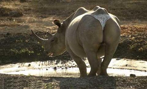 Rhino thong...