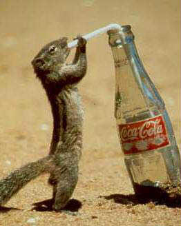 Squirrel coke addict...