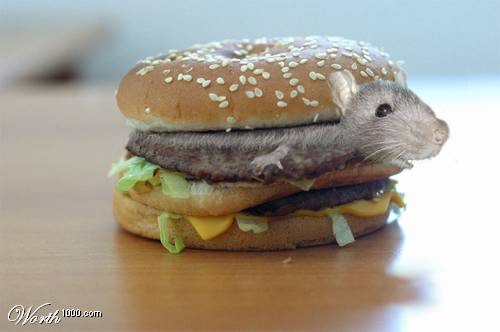 hamburger special