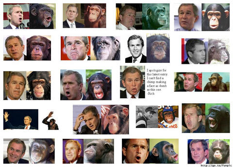Are all these chimps Bush..?