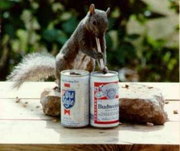 squirrel drinking