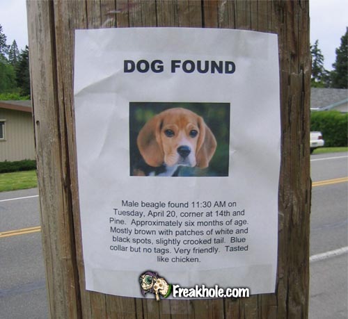 Dog Found