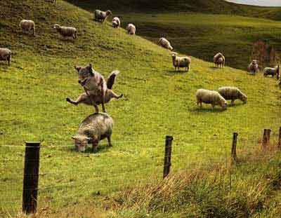 The sheep jump