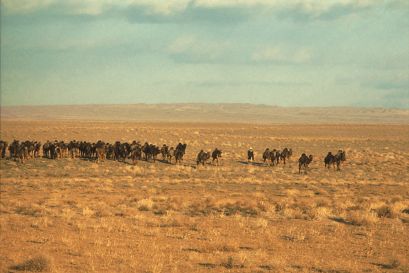 Camels in Afghanistan
