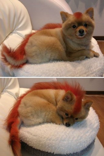The Real Firefox