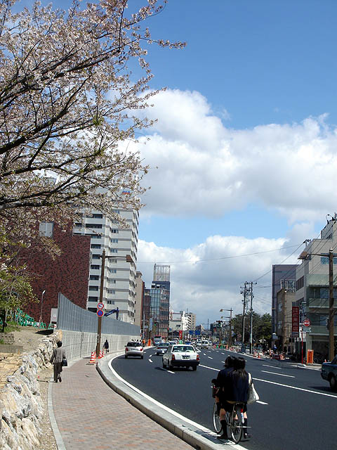 One day in Niigata -Sakura