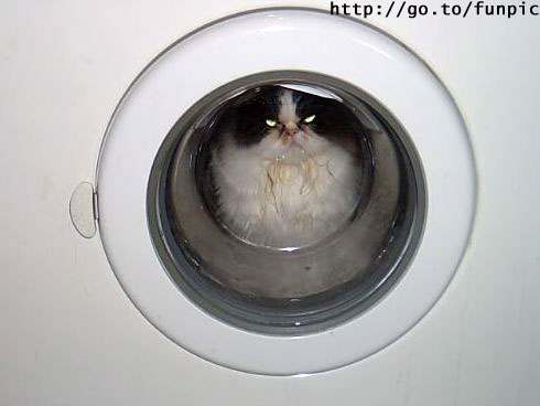 Washing the cat