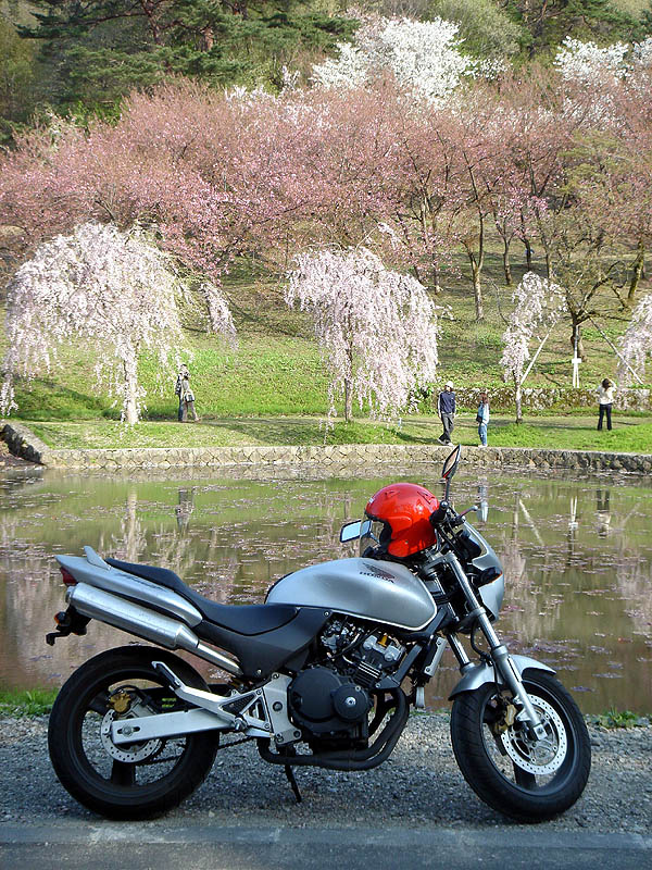 Sakura and My bike (Honda Hornet 250)