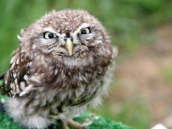 This owl-baby looks kinda funny